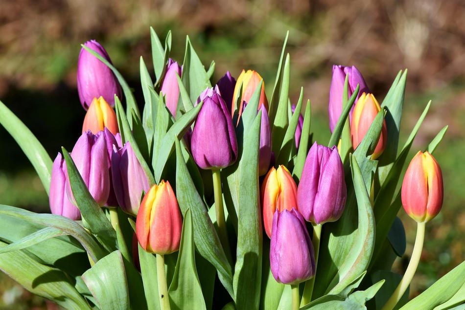 Tulip Bouquet Blossom