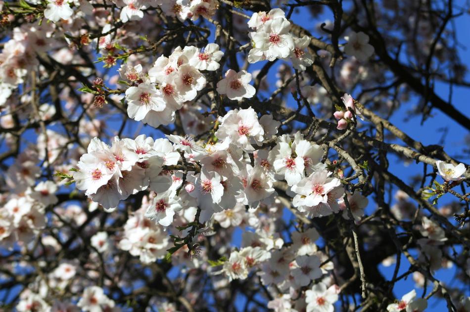 Almond Tree Flowers White