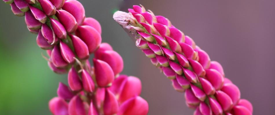 Nature Summer Color