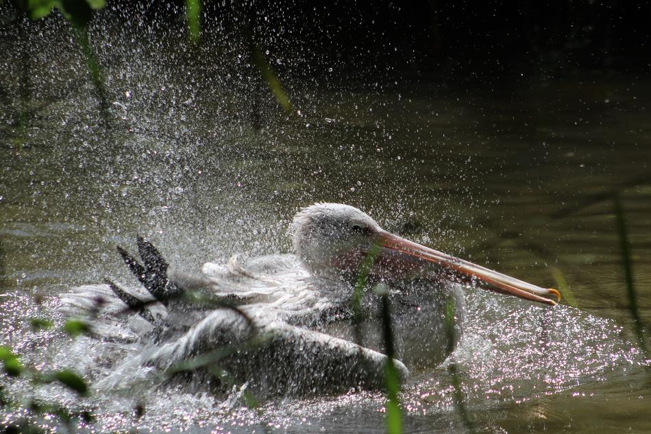 Water Nature Bird