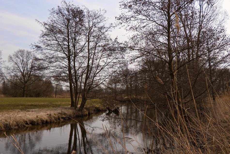 Nature Tree