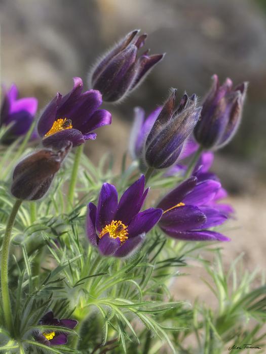 Nature Flower Plant