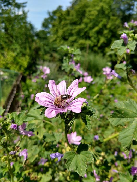 Bee Flower Violet