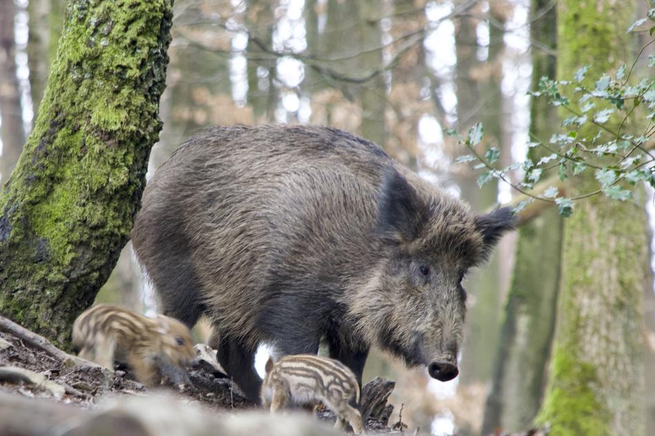 Boar Bache Launchy