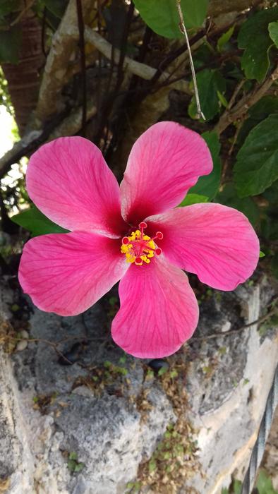 Nature Flower Flora