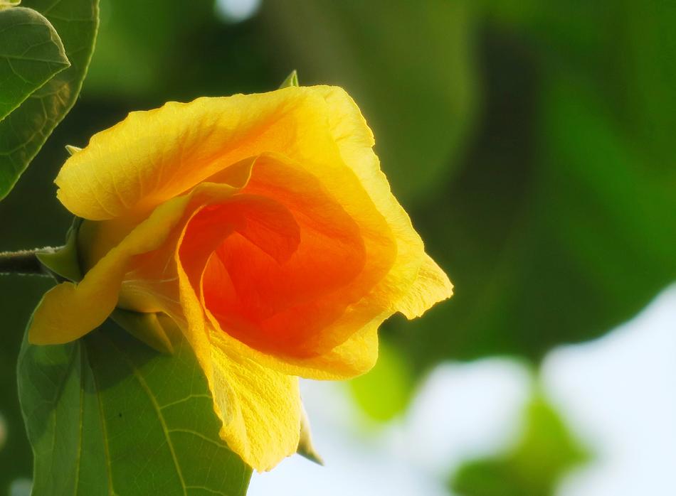 Nature Plant Leaf
