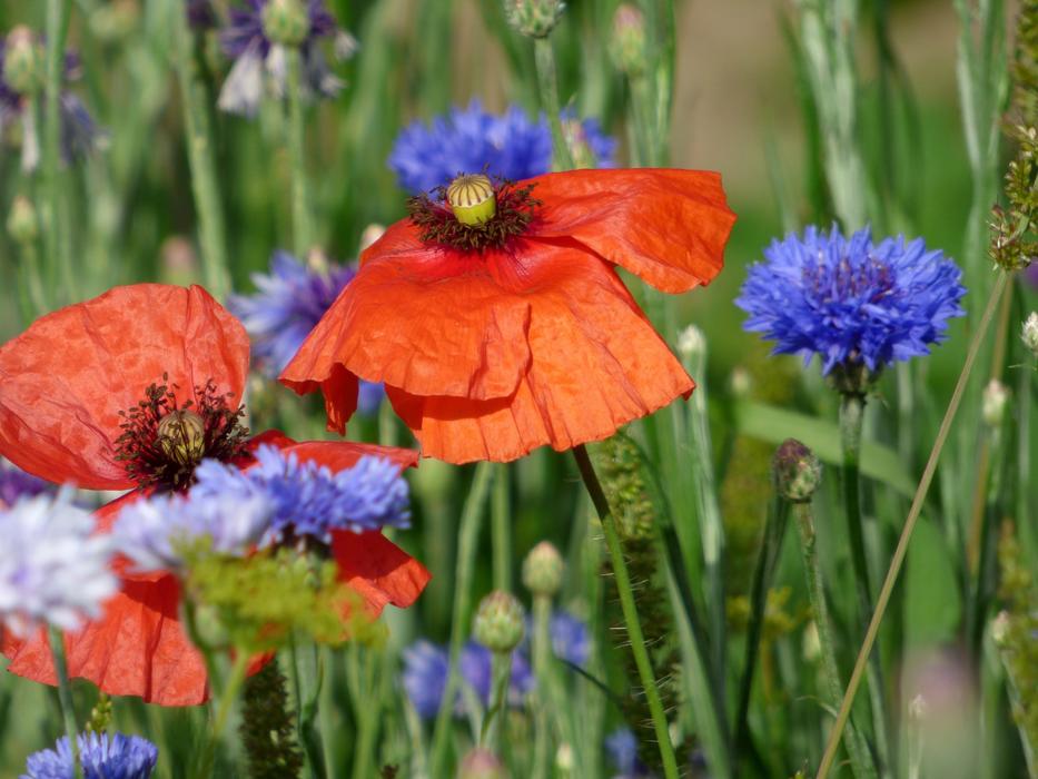 Flowers Poppies Blueberries