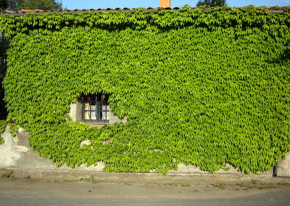 Nature Plant Growth