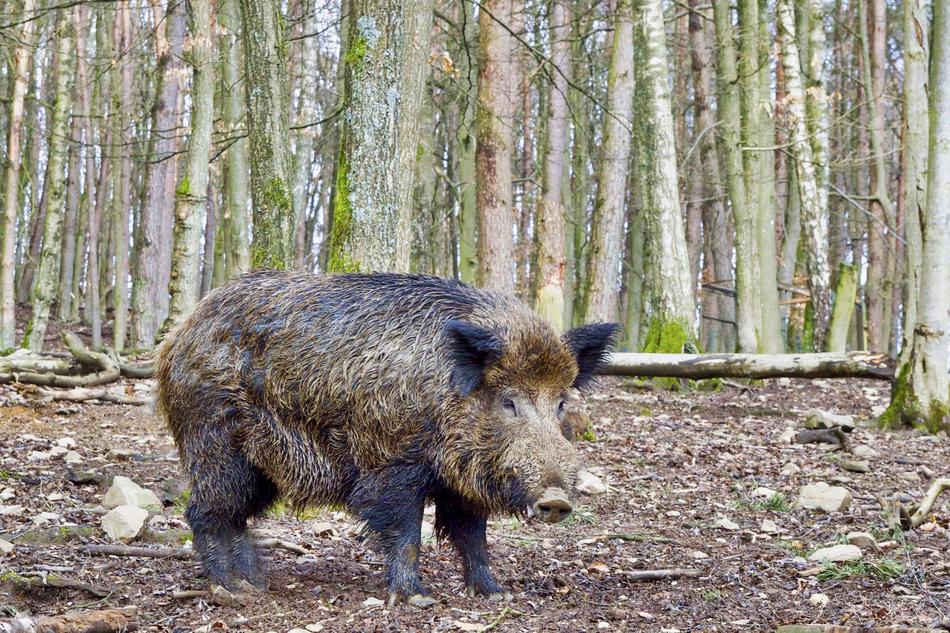 Boar Nature Wild Animal