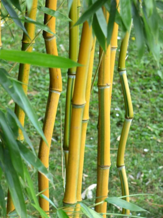 Bamboo Leaves Wood