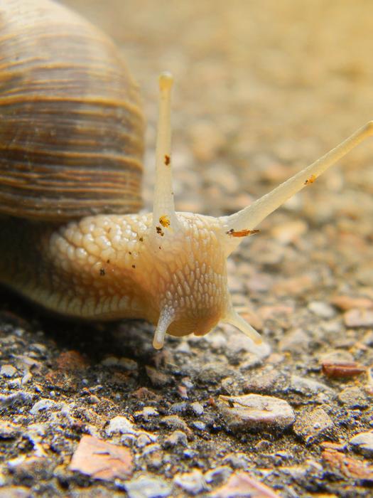 snail yellow earth