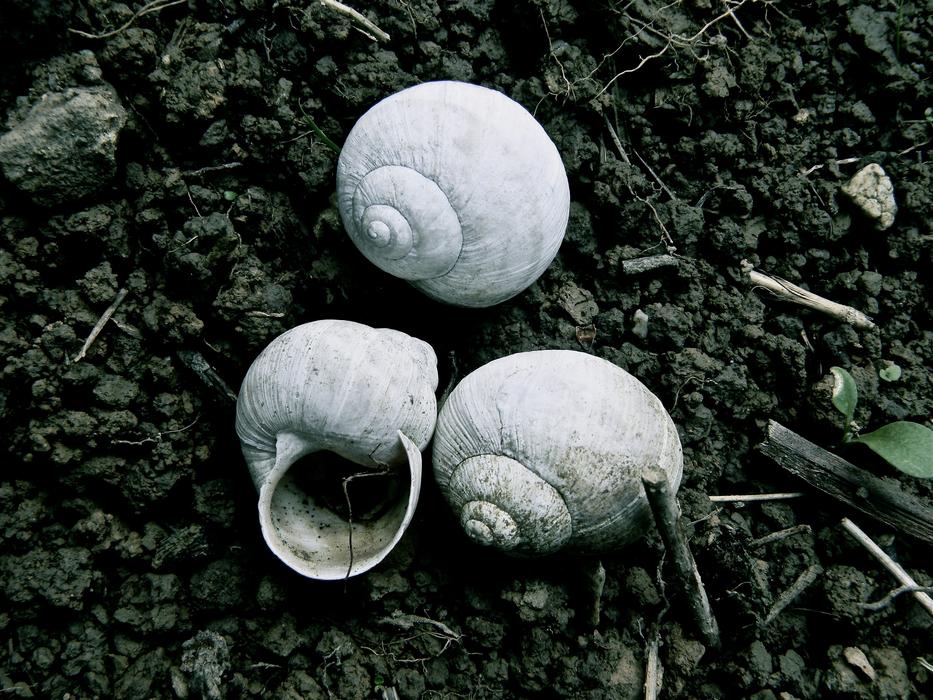 seashells white earth