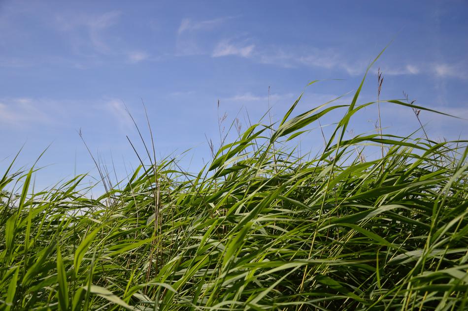 grassy field in a blue sky
