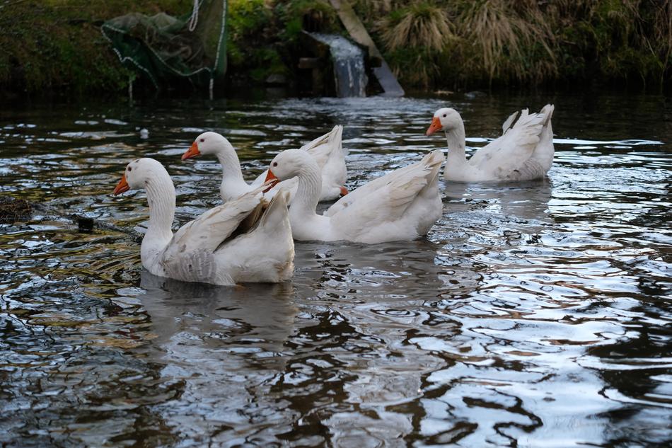 Bird Waters Puddle
