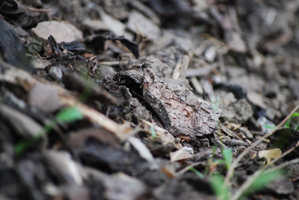 Nature Camouflage Animal World