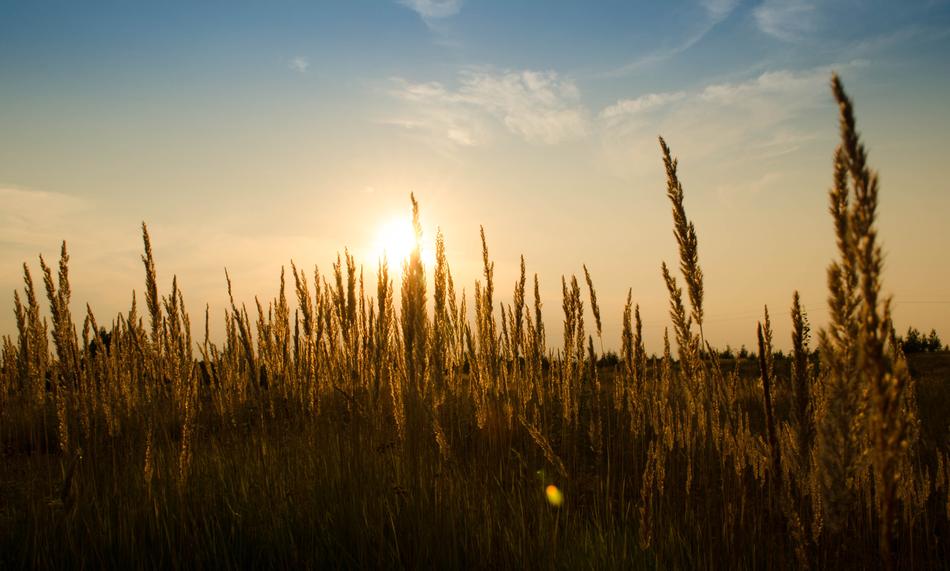 Wheat Field Outdoors