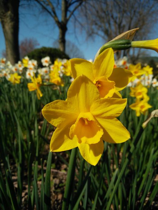 Plant Nature Flower Narcissus