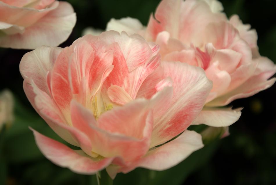 Flower Plant Nature
