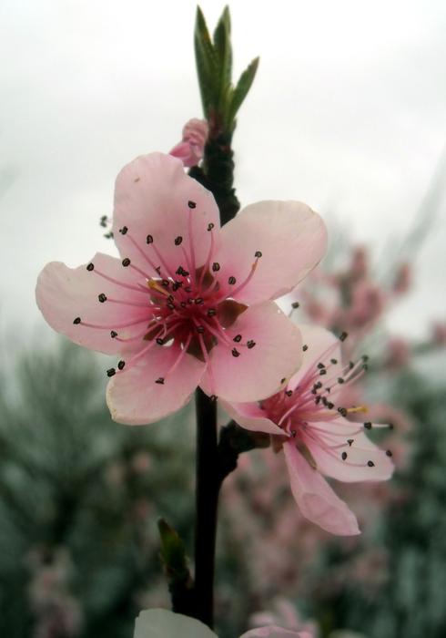 Flower Nature Plant