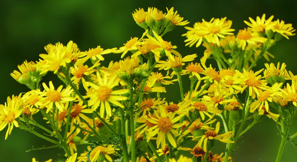 Nature Flowers Jacob Ragweed