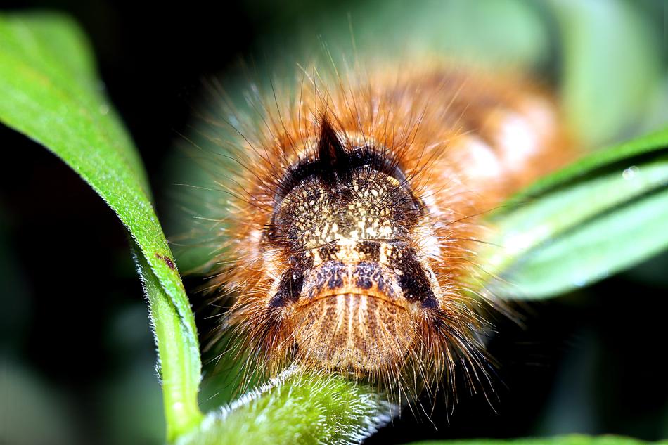 Barczatka Napójka Caterpillar
