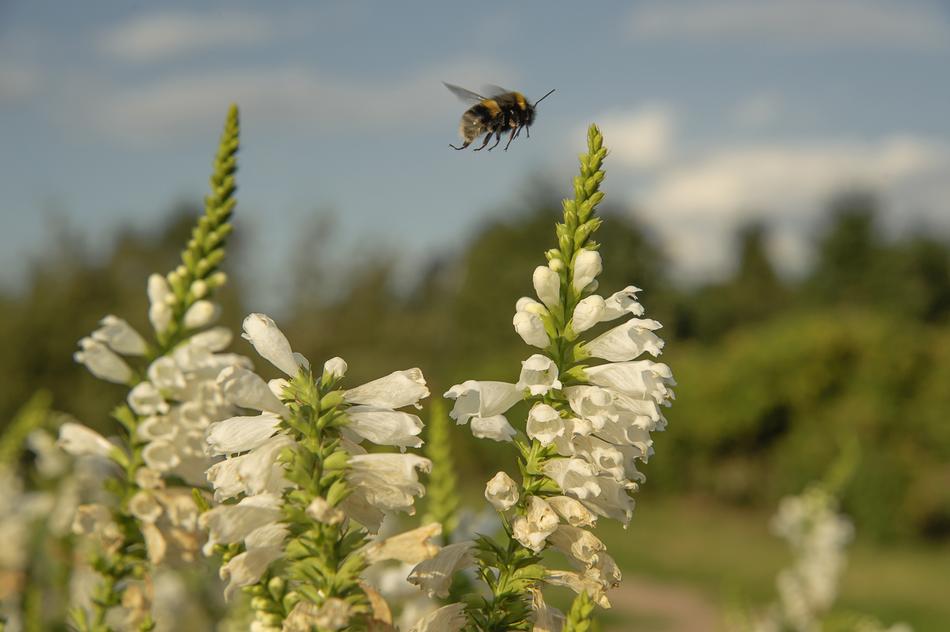 Closeup Nature Bumblebee