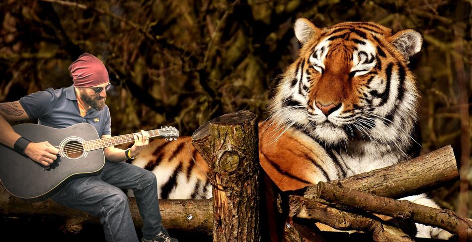 Nature Wild Life Animalia