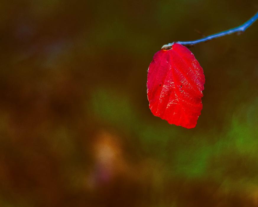 Nature Flower Leaf