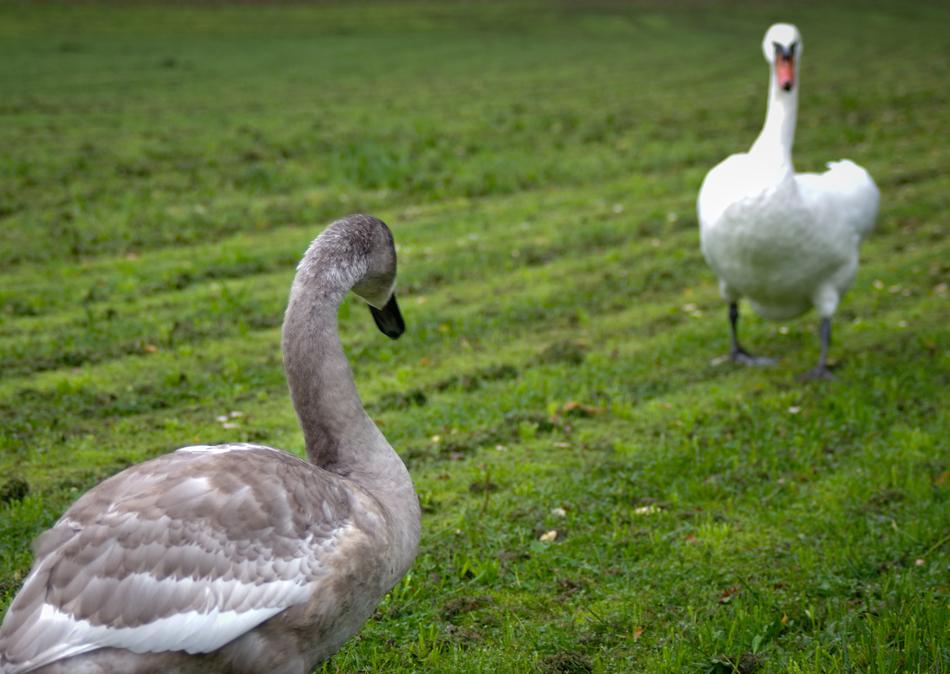 Young Vs Old Duel Swans