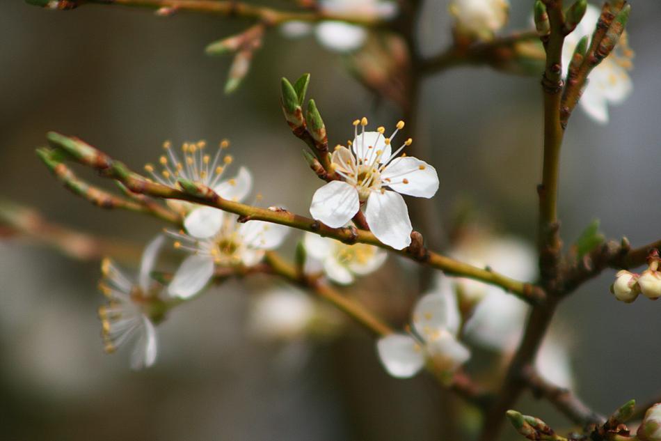 Nature Flower Tree
