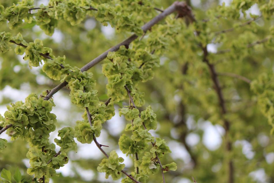 Tree Plant Nature