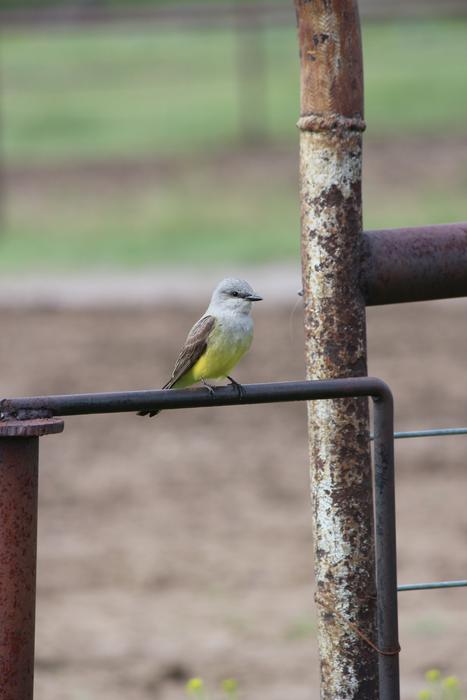 Nature Bird Outdoors