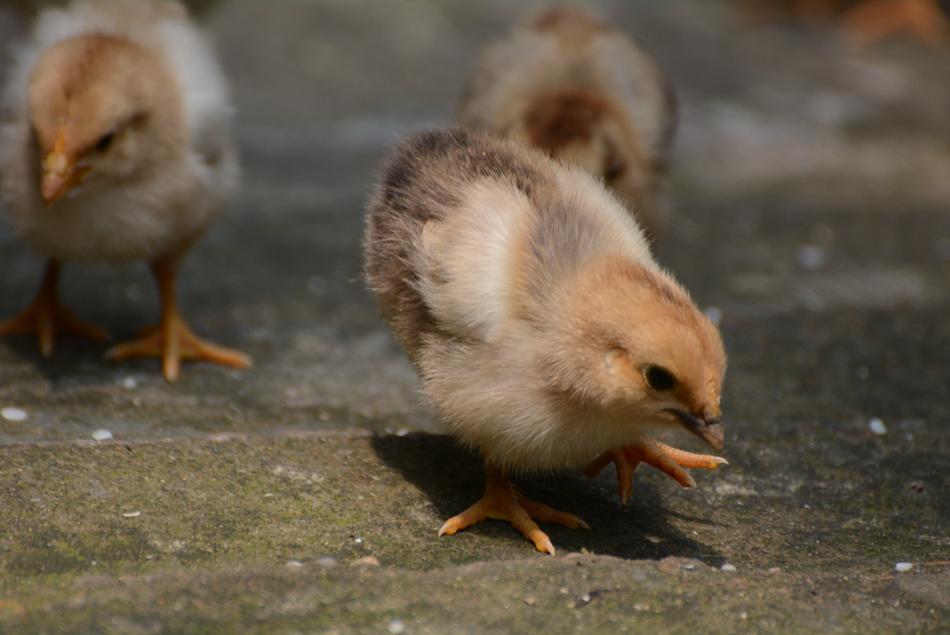 Yellow chicken on the ground