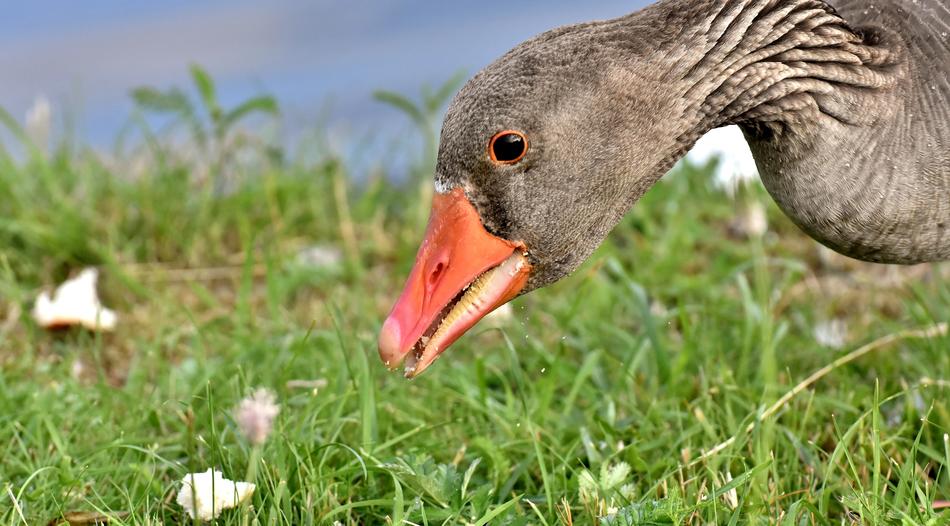 Goose Wild Water Bird