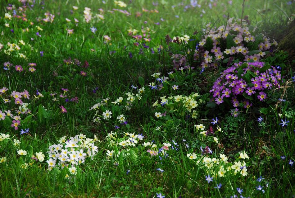 grass purple green