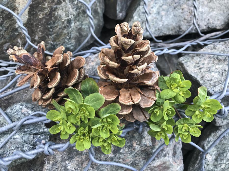 bumps on the stone wall