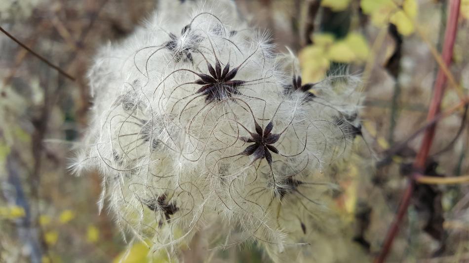 Nature Plant Flower