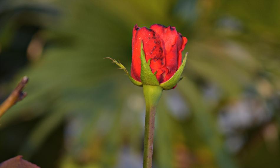 Rosebud Rosa Red