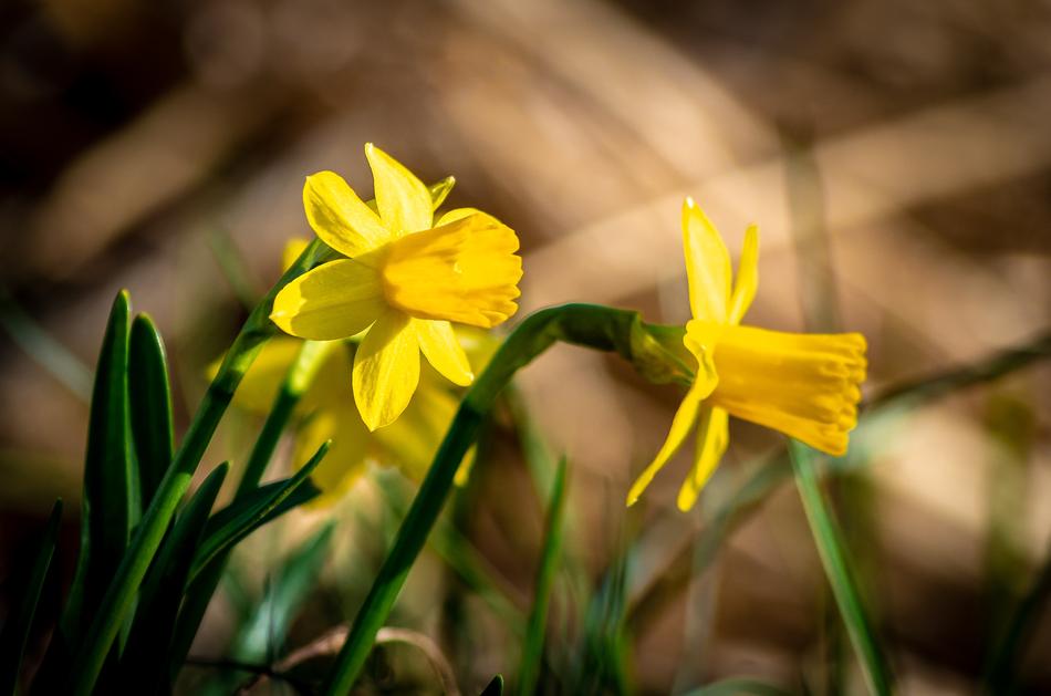 Nature Flower Plant