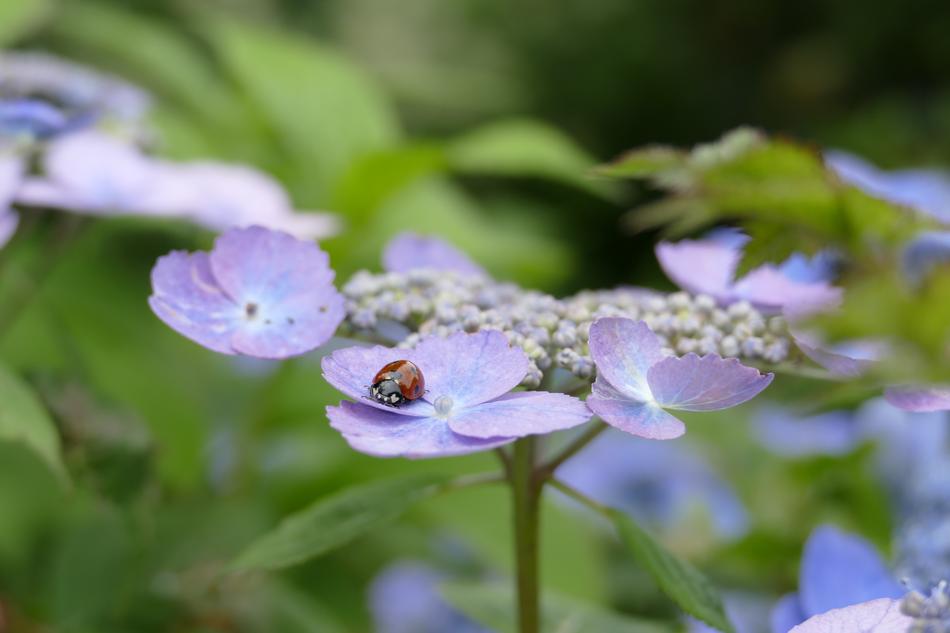 Hydrangea Blue