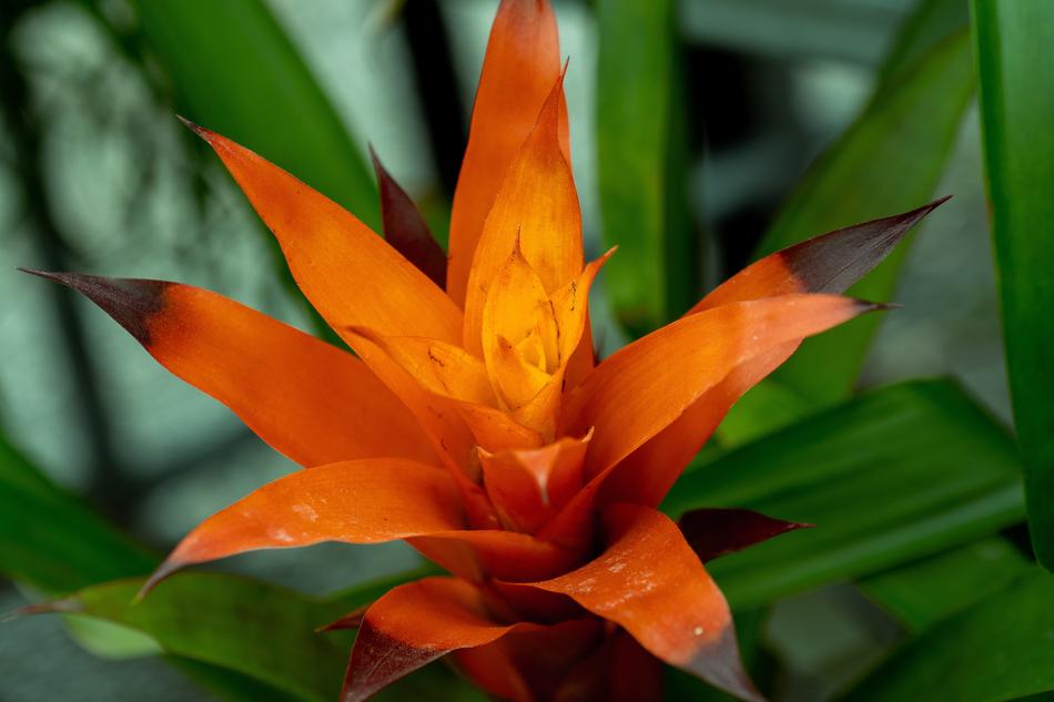 Flower Orange