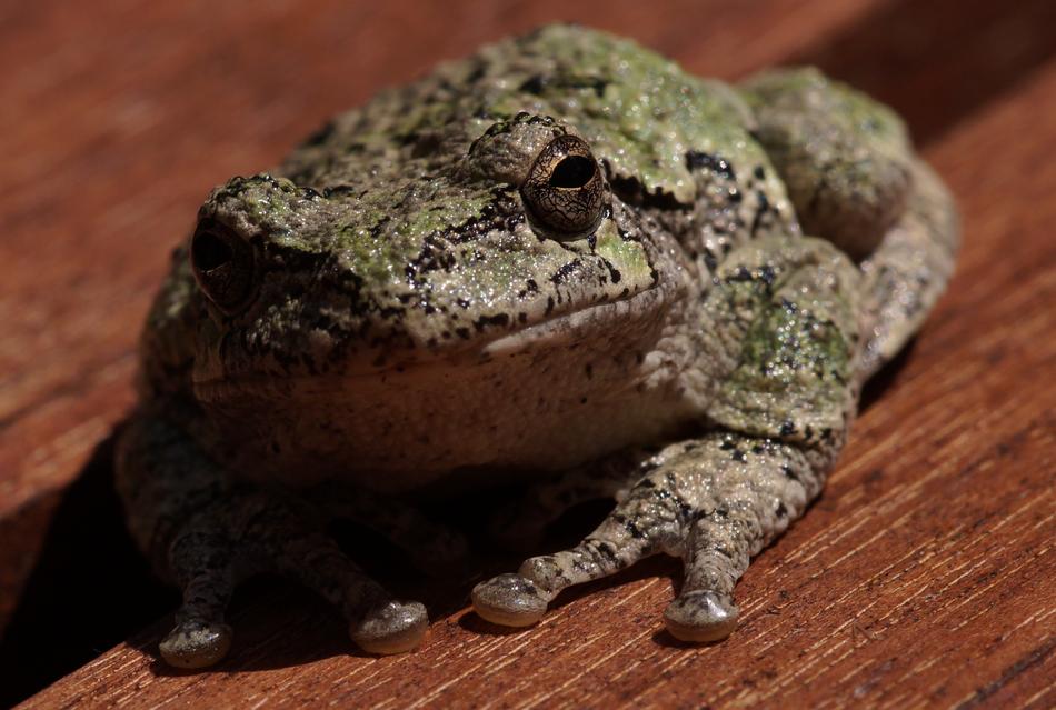 green toad is a big animal