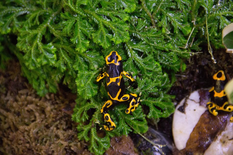 Nature Invertebrate Insect