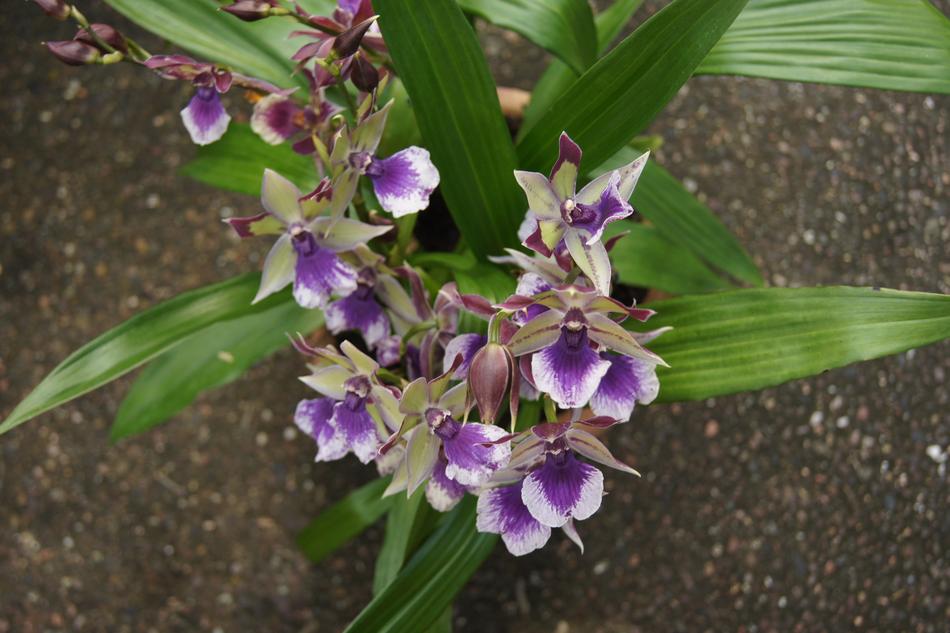 Flower Flora Nature