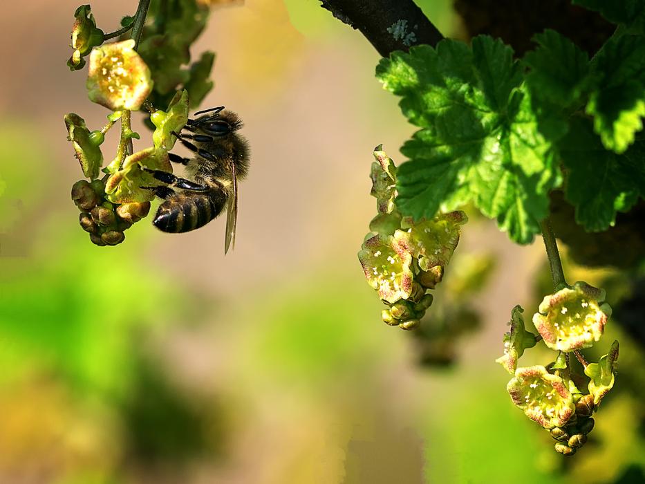 Bee Macro Close-Up Photography