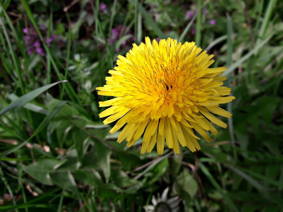 Flower Nature Plant