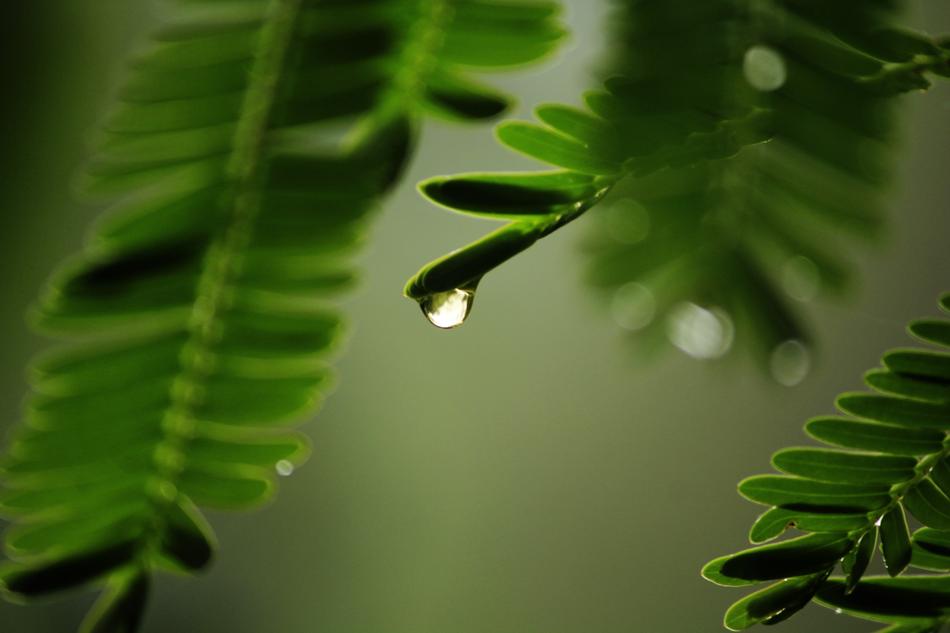 Water Nature Rain