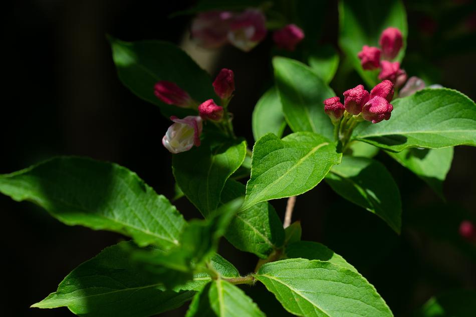 Flowers Pink Blossoms