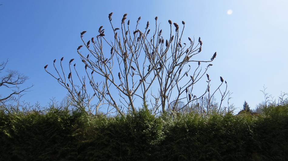 Nature Plant