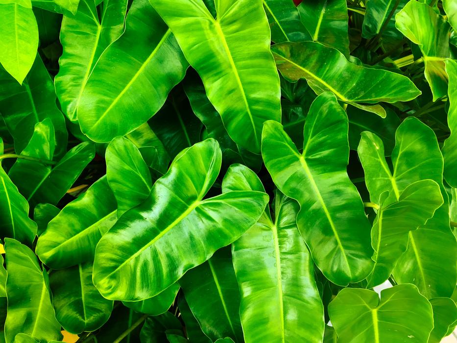 Nature Leaves Plant